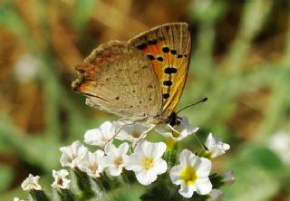 Benekli Bakr Gzeli (Lycaena phlaeas)