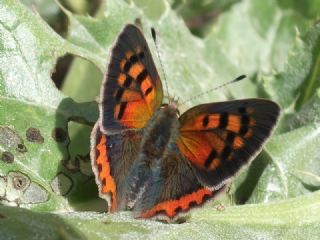 Benekli Bakr Gzeli (Lycaena phlaeas)