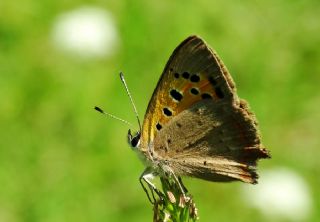 Benekli Bakr Gzeli (Lycaena phlaeas)