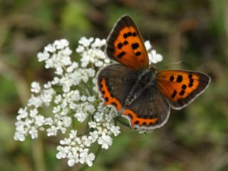 Benekli Bakr Gzeli (Lycaena phlaeas)