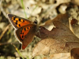 Benekli Bakr Gzeli (Lycaena phlaeas)