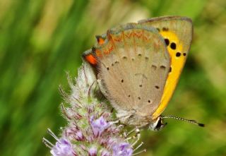 Benekli Bakr Gzeli (Lycaena phlaeas)