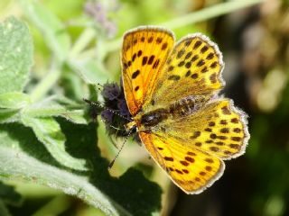 Orman Bakr Gzeli (Lycaena virgaureae)