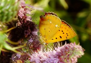 Orman Bakr Gzeli (Lycaena virgaureae)