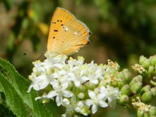 Orman Bakr Gzeli (Lycaena virgaureae)