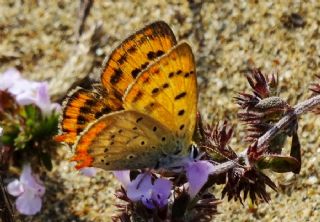 Osmanl Atei (Lycaena ottomanus)