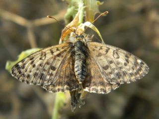 Benekli parhan (Melitaea didyma)