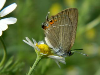 Minik Sevbeni (Satyrium acaciae)