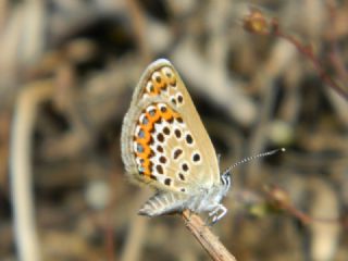 Gm Lekeli Esmergz (Plebejus argus)