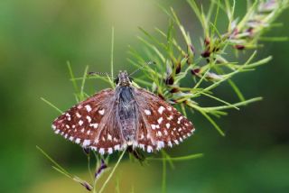 Ebegmeci Zpzp (Pyrgus malvae)