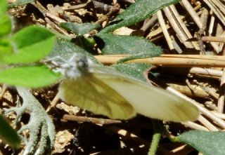 Narin Orman Beyaz (Leptidea sinapis)