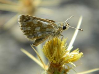 Kzl Zpzp (Spialia orbifer)