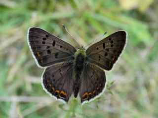 sli Bakr Gzeli (Lycaena tityrus)
