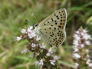 sli Bakr Gzeli (Lycaena tityrus)