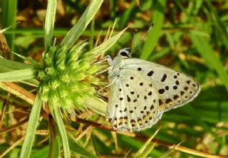 sli Bakr Gzeli (Lycaena tityrus)