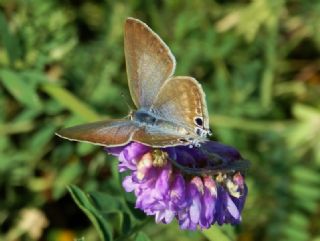 Lampides (Lampides boeticus)