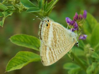 Lampides (Lampides boeticus)
