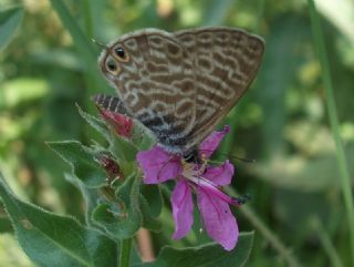 Mavi Zebra (Leptotes pirithous)