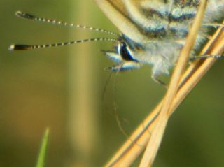 Mavi Zebra (Leptotes pirithous)