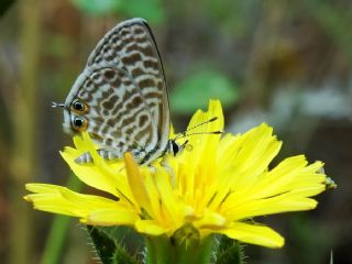 Mavi Zebra (Leptotes pirithous)