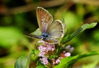 Mavi Zebra (Leptotes pirithous)