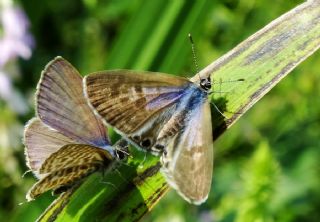 Mavi Zebra (Leptotes pirithous)