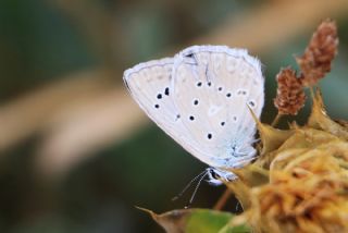 okgzl Dafnis (Polyommatus daphnis)