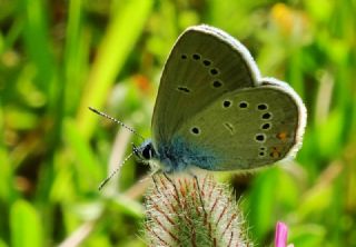 okgzl Gzel Mavi (Polyommatus bellis)