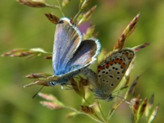 Gm Lekeli Esmergz (Plebejus argus)