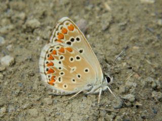 okgzl Esmer (Aricia agestis)