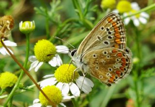 okgzl Esmer (Aricia agestis)