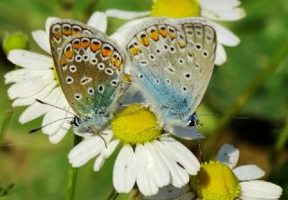 okgzl Mavi (Polyommatus icarus)