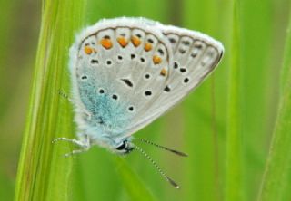 okgzl Mavi (Polyommatus icarus)
