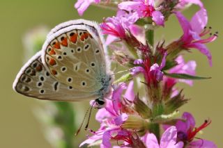 okgzl Mavi (Polyommatus icarus)