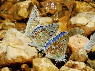 okgzl Gk Mavisi (Polyommatus bellargus)