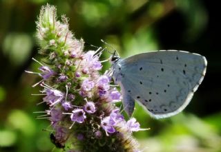 Kutsal Mavi (Celastrina argiolus)