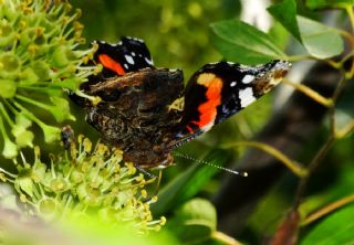 Atalanta (Vanessa atalanta)