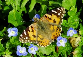Diken Kelebei (Vanessa cardui)
