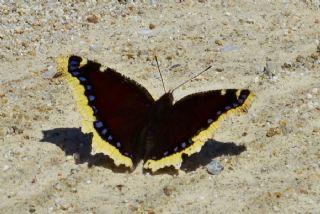 Sar Bandl Kadife (Inachis antiopa)