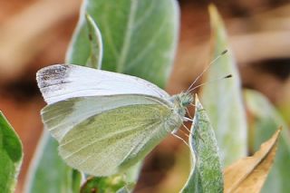 Da Beyazmelei (Pieris ergane)