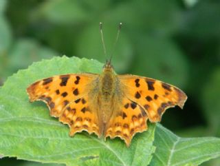 Y�rt�k P�rt�k&nbsp;(Inachis&nbsp;c-album)