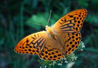 Cengaver (Argynnis paphia)