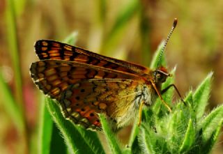 Nazuum (Euphydryas aurinia)