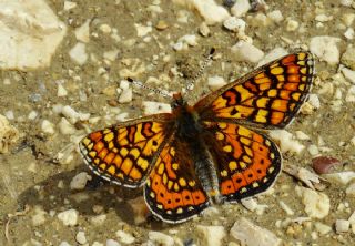 Nazuum (Euphydryas aurinia)