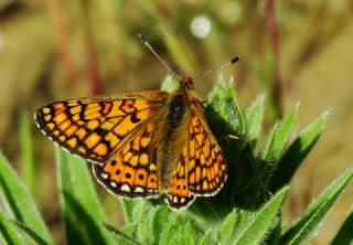Nazuum (Euphydryas aurinia)