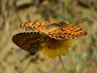 Benekli parhan (Melitaea didyma)