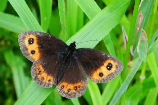 sko Gzelesmeri (Erebia aethiops)