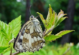 Orman Melikesi (Melanargia galathea)
