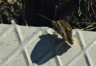Cad (Chazara briseis)