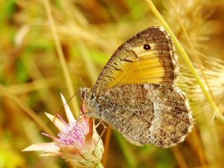 Seyit (Arethusana arethusa)